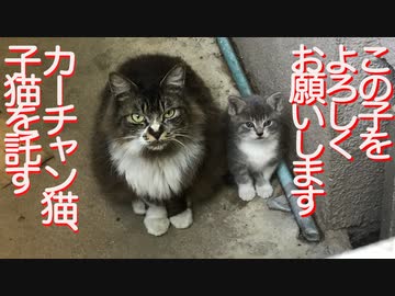 因縁の母猫、子猫を人間に託しに来る
