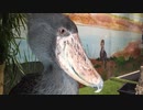 めっちゃ近いハシビロコウ