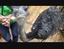 めっちゃさわれる動物園の怖い鳥