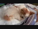 クルンと丸まって眠るワンコ（パピヨン）2