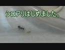 【ありの飼育記#78】シロアリを飼うことにしました