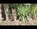 ちゃっぴー21　#ちゃっぴー大好き人の集い #CHACHA茶トラ #公園の人気者