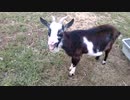 【音量注意】ヤギさんの「め～～覚まし時計」