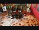 うちの猫7匹全員集合‼️ この世の動物で一番可愛い猫‼️ 無類の猫好き‼️
