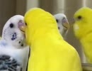 愛鳥の周りには危険がいっぱい！
