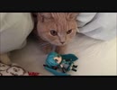 悪猫とダンス