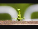 くつろぐハラビロカマキリさん