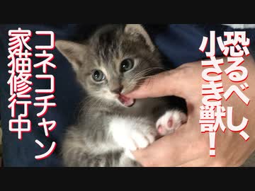 因縁のコネコチャン、家猫修行中にその恐ろしさを垣間見せる
