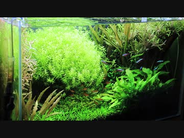 もはやストック水槽ではないアレの現状・その２６