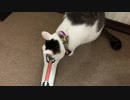 猫がギター触ったらお父さんがギター弾く！