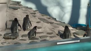 ペンギンが一匹逃げた・・・