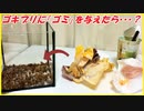 ゴキブリに「ゴミ」を与えて、1カ月放置した結果・・・。