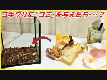ゴキブリに「ゴミ」を与えて、1カ月放置した結果・・・。