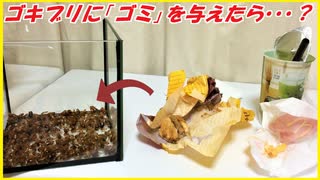 ゴキブリに「ゴミ」を与えて、1カ月放置した結果・・・。