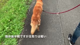 久しぶりにお父さんと散歩できて嬉しい犬