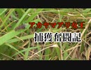 【ありの飼育記#79】アカヤマアリの女王を探せ