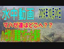 水中動画（2019年10月20日）in江東区＆江戸川区のハゼ調査時