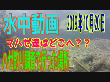 水中動画（2019年10月20日）in江東区＆江戸川区のハゼ調査時