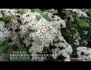 誕生日に贈る言葉～11月4日生まれの発想が豊かなあなたに－聴きものがたり