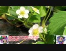 本気いちご農業その22　2019.10月 ゆっくり解説