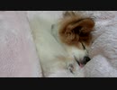 毛布にくるまれて眠るワンコ（パピヨン）