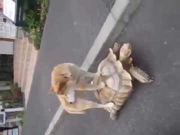 柴犬「今から竜宮城へ行くところなんです～」