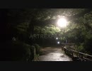 Fallen leaves : 落ち葉 : 2019/10/27-11/2 : 2019年10月27日(日)-11月2日(土)