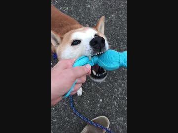 ご機嫌散歩