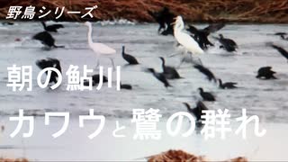 野鳥シリーズ　朝の鮎川　カワウと鷺の群れ