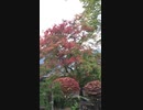 [旅行]諏訪･温泉寺の境内を参拝するだけの3分間