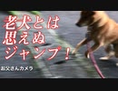 側溝のフタのところで何故かジャンプする老犬