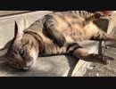 ひなたぼっこ中のぼんちゃん。