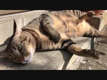 日向ぼっこ中の猫 どんどんリラックスしてデーンとおっぴろげた姿に 可愛らしいなぁ 腹モフらせてくれ の声 ニコニコニュース