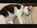 猫に何度も頼みごとをしたのに無視された