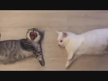 アクビが伝染しちゃう猫ちゃん達