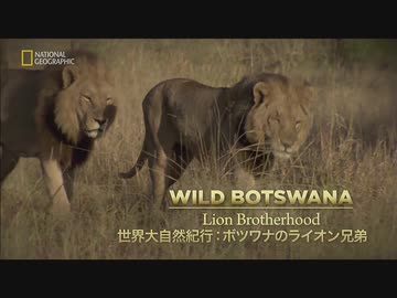 ボツワナのフレンズ「ライオン兄弟」