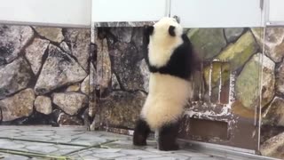 【パンダ】迎えに行く可愛さハンパない！