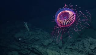 【動物】このクラゲ、ラスボス感が強すぎるwww