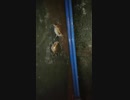 もしカエルの鳴き声が重なってしまうと... ？
