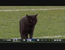 アメフトの試合に猫が乱入