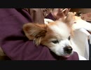 飼い主の腕をあごまくらにするワンコ（パピヨン）2