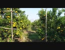 orange-farm　えひめ共同産業合同会社