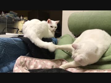 ミスター母性猫、ニンゲンをしっぽであやす妙技を見せる