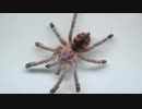 [閲覧注意!!] 再編集　タランチュラ（ベネズエラレッドストライプピンクトゥ）にゴキブリを与えてみた 。(Avicularia minatrix)