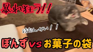 【うさぎ】【暴走】ぼんずvsお菓子の袋　VSシリーズPart4