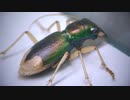 [閲覧注意!!] オオズハンミョウ（エジプト産）にミルワームを与えてみた 。(Megacephala sp.)