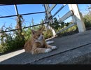 【ゆっくり】時雨梓の島猫レポート　Vol.02【旅動画】