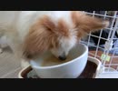 ガツガツ食べるワンコ（パピヨン）5