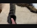 猫のかぎしっぽで遊んでみた