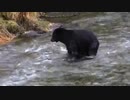 株式会社River河野成一｜川の中のクマの大自然